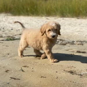 Meet your Posher, Alexis